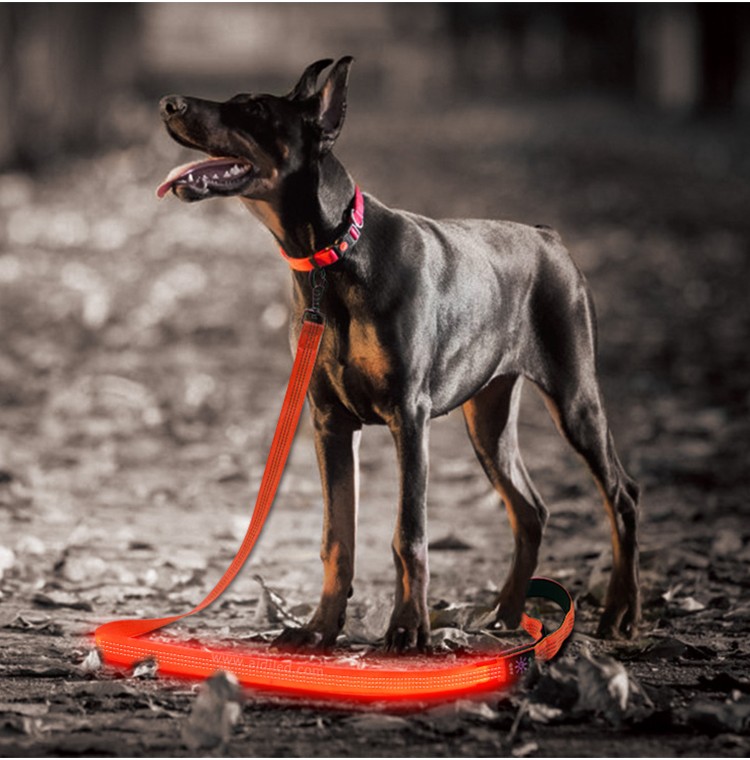 reflective best led dog leash inquire now for park-8