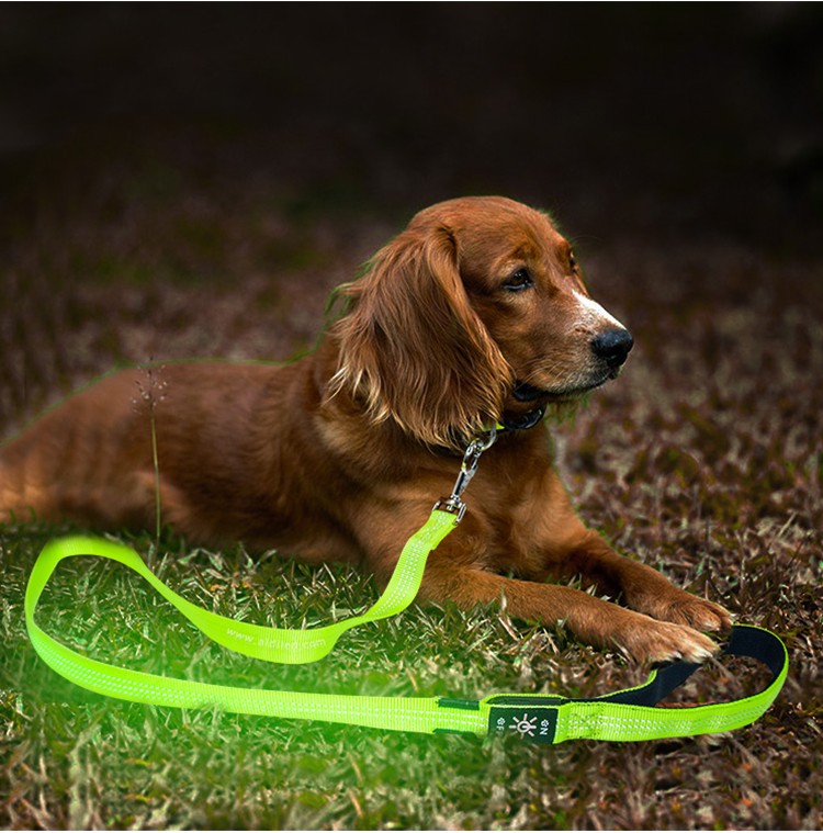 reflective best led dog leash inquire now for park-7