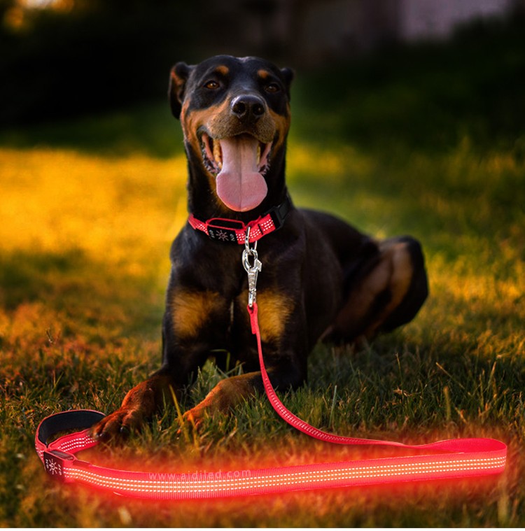 reflective best led dog leash inquire now for park-6