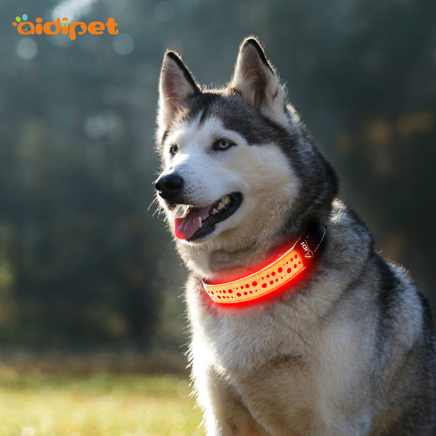 AIDI-C14 Rechargeable Lighted Dog Collars
