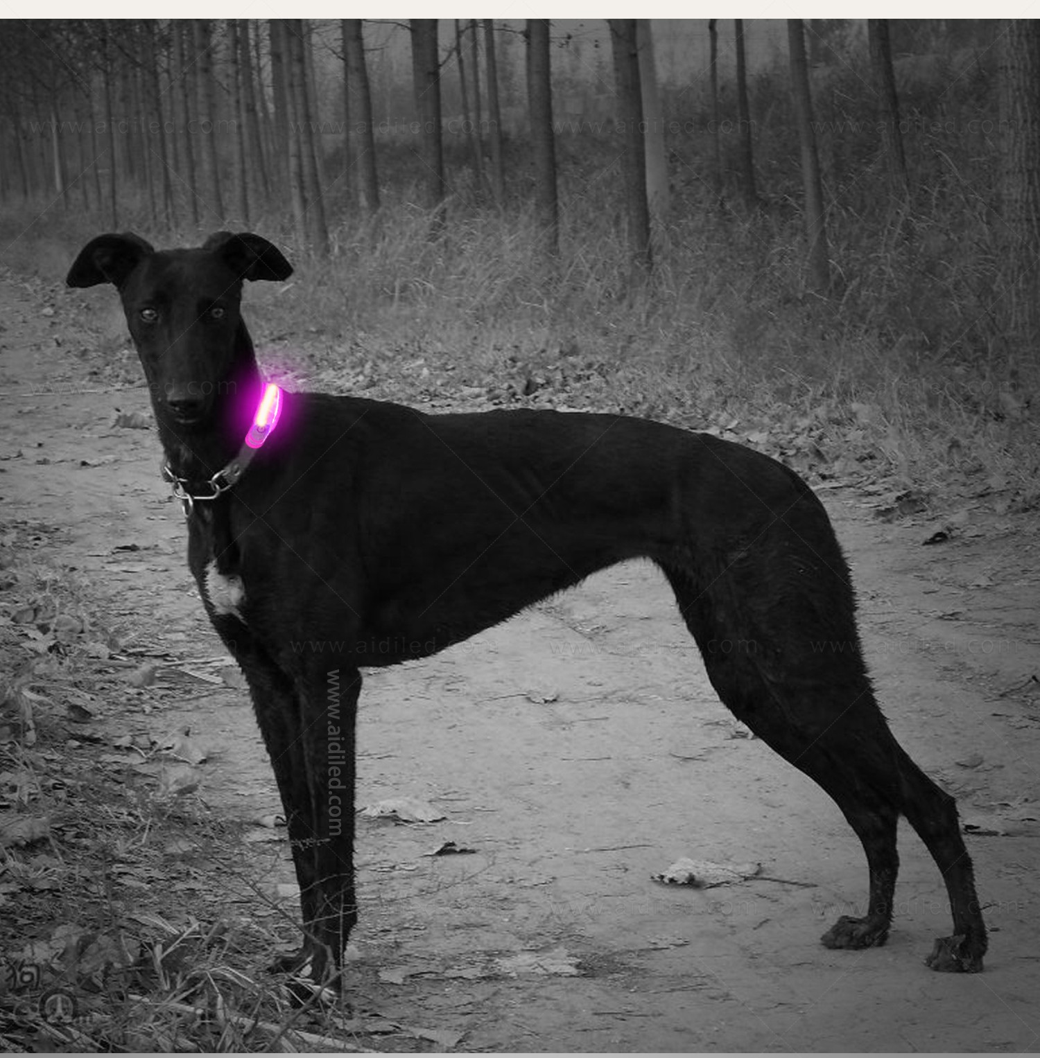 AIDI-Professional Pet Collar Accessories Dog Collar Safety Light-4
