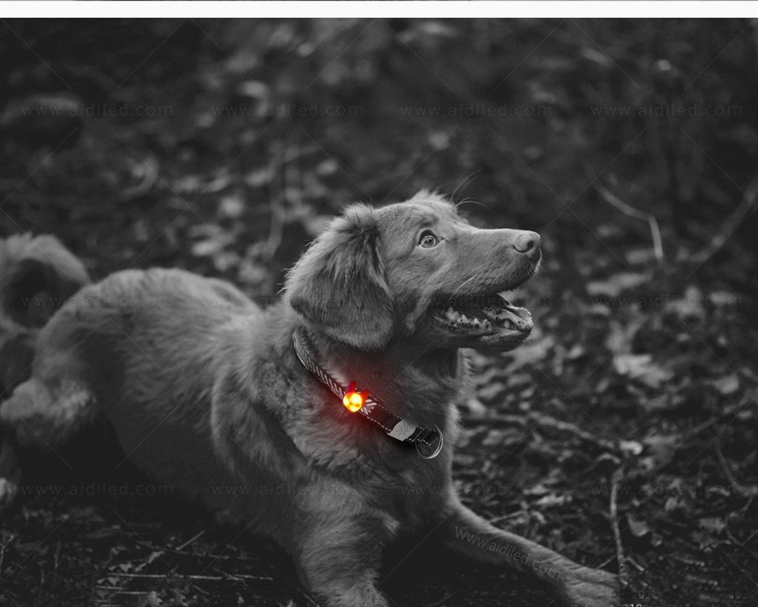 AIDI dog collars and accessories wholesale for-6